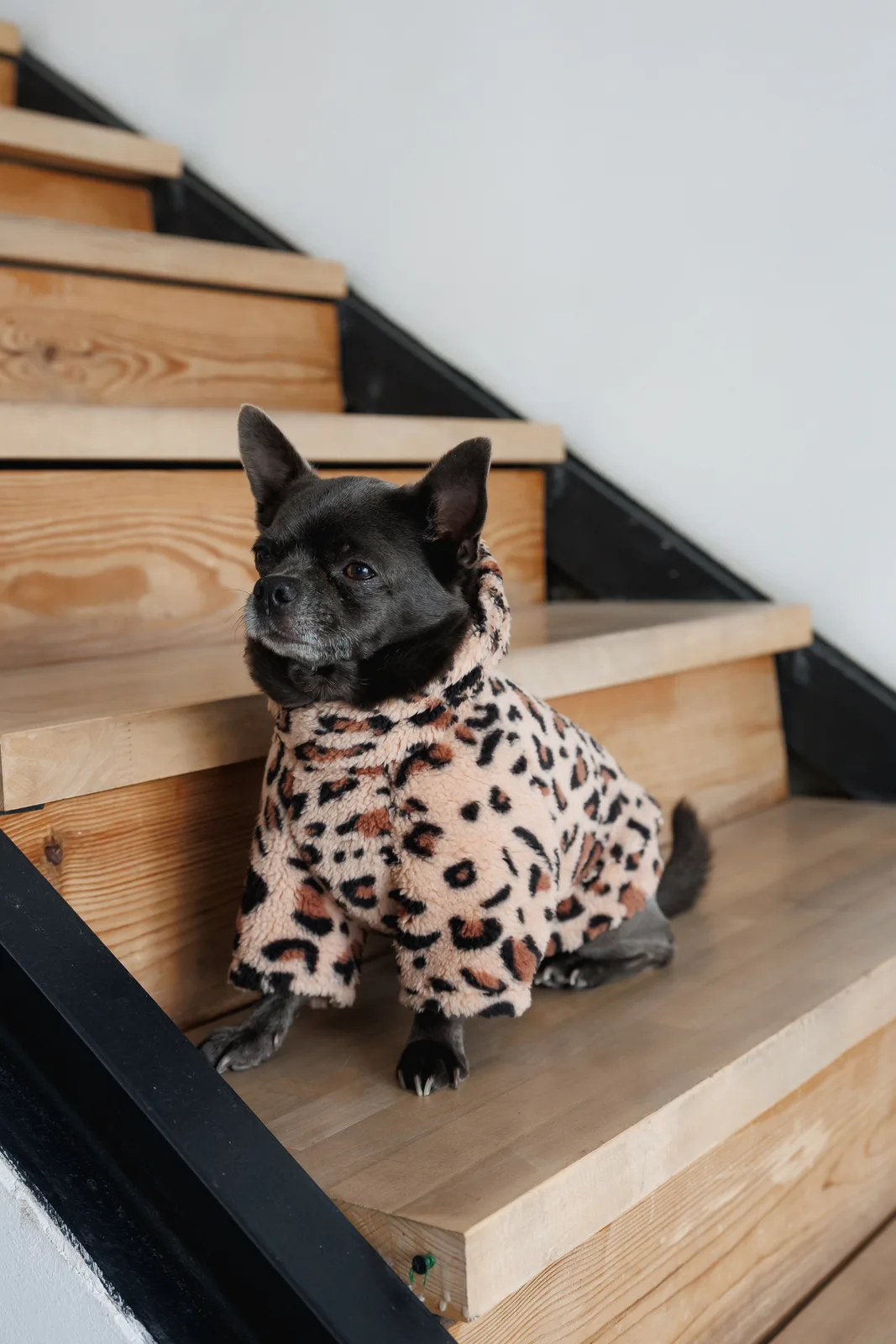 Толстовка Pet Fashion Push для собак XXS — фото 4