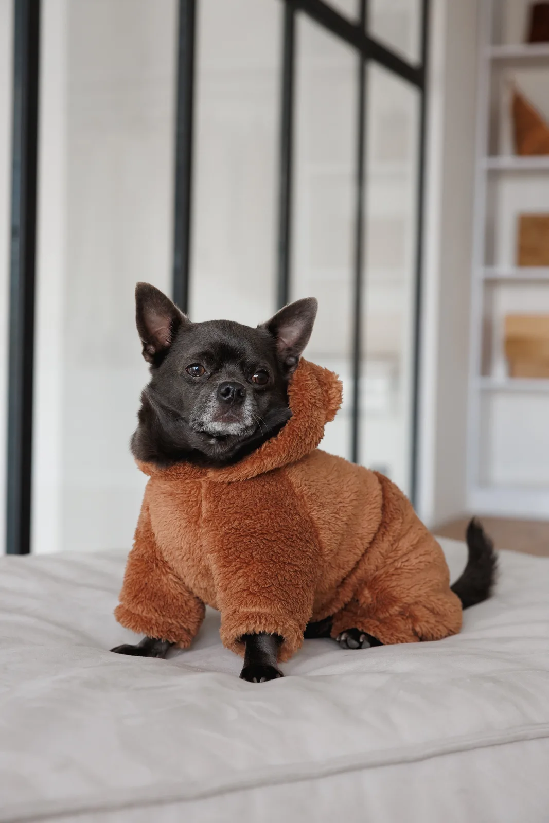Костюм Pet Fashion Balu для собак XS — фото 5