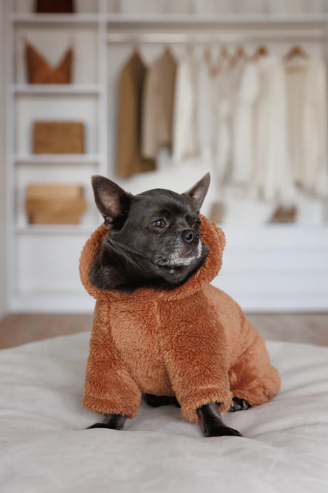 Костюм Pet Fashion Balu для собак XS — фото 6