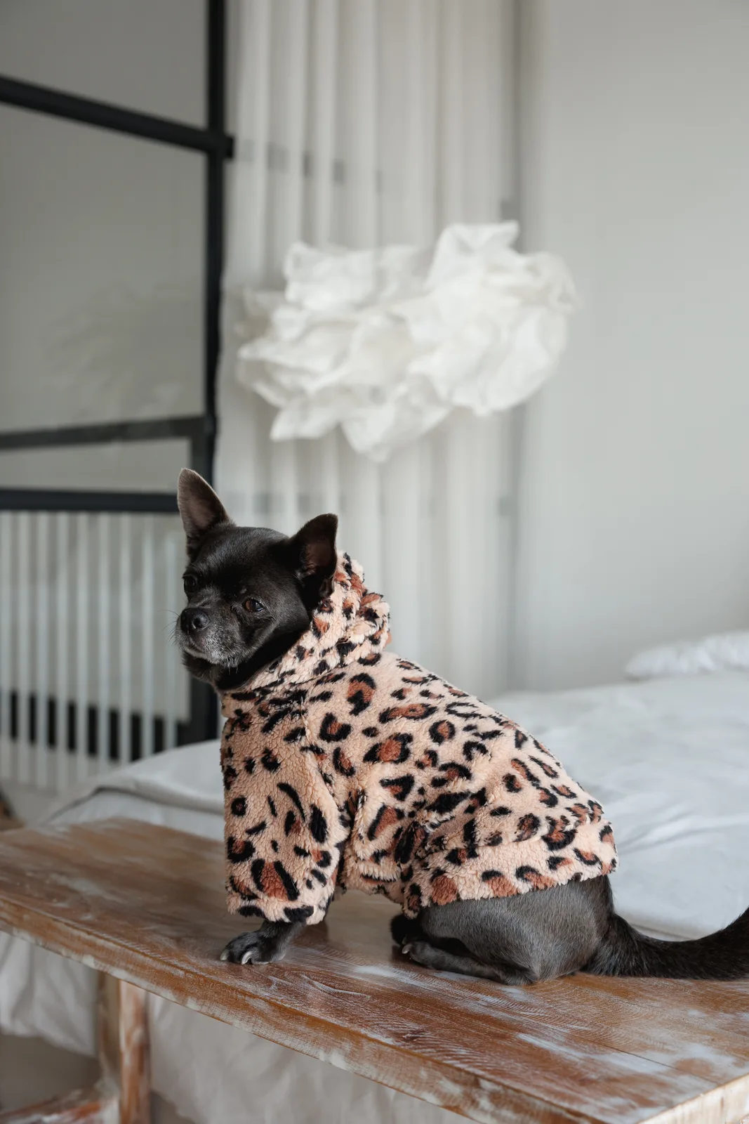 Толстовка Pet Fashion Push для собак XXS — фото 6