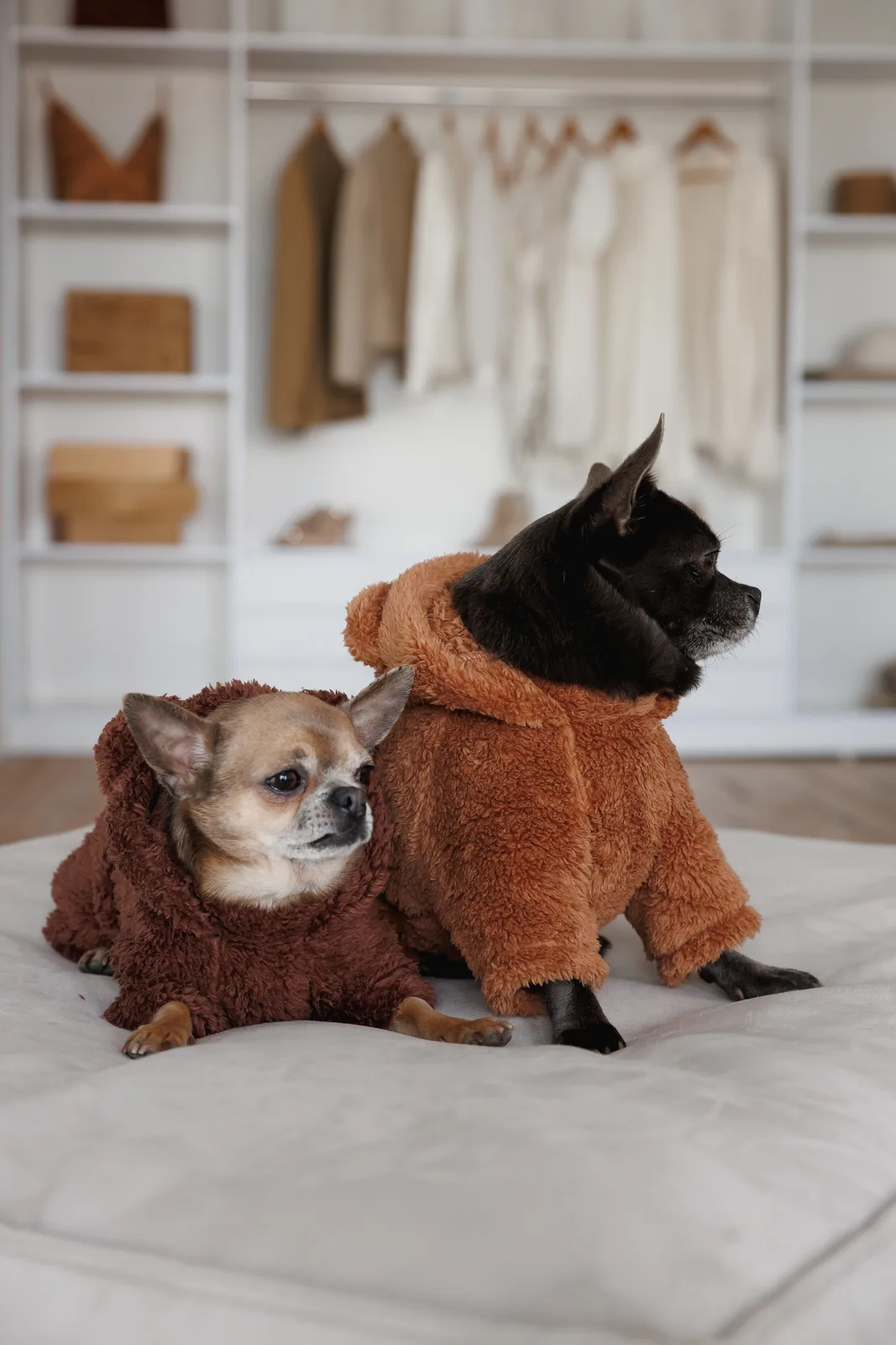 Костюм Pet Fashion Balu для собак XS — фото 7