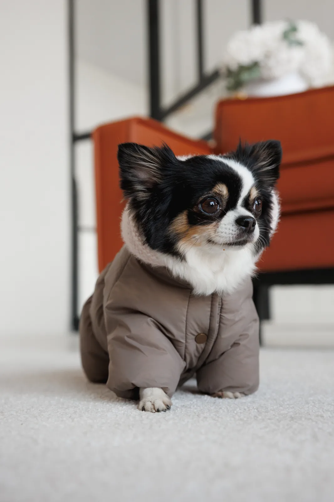 Комбінезон Pet Fashion Flora для собак дівчинка XS — фото 6