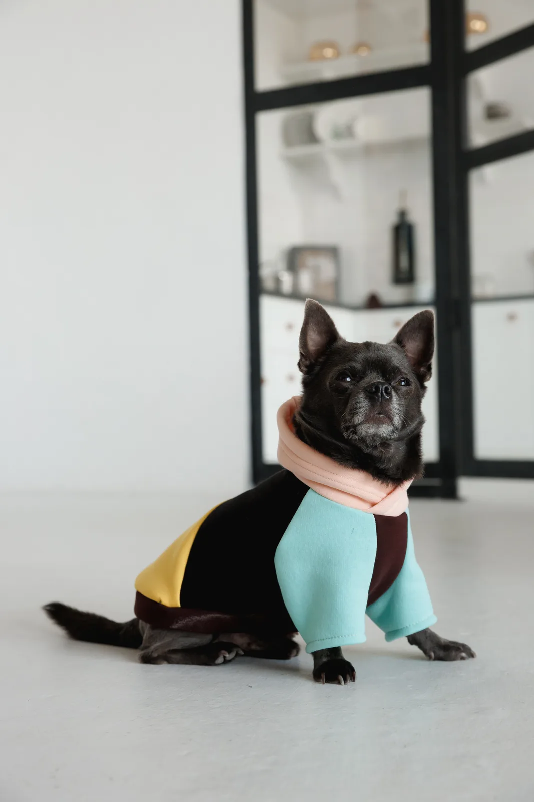 Толстовка Pet Fashion Color для собак XS — фото 4