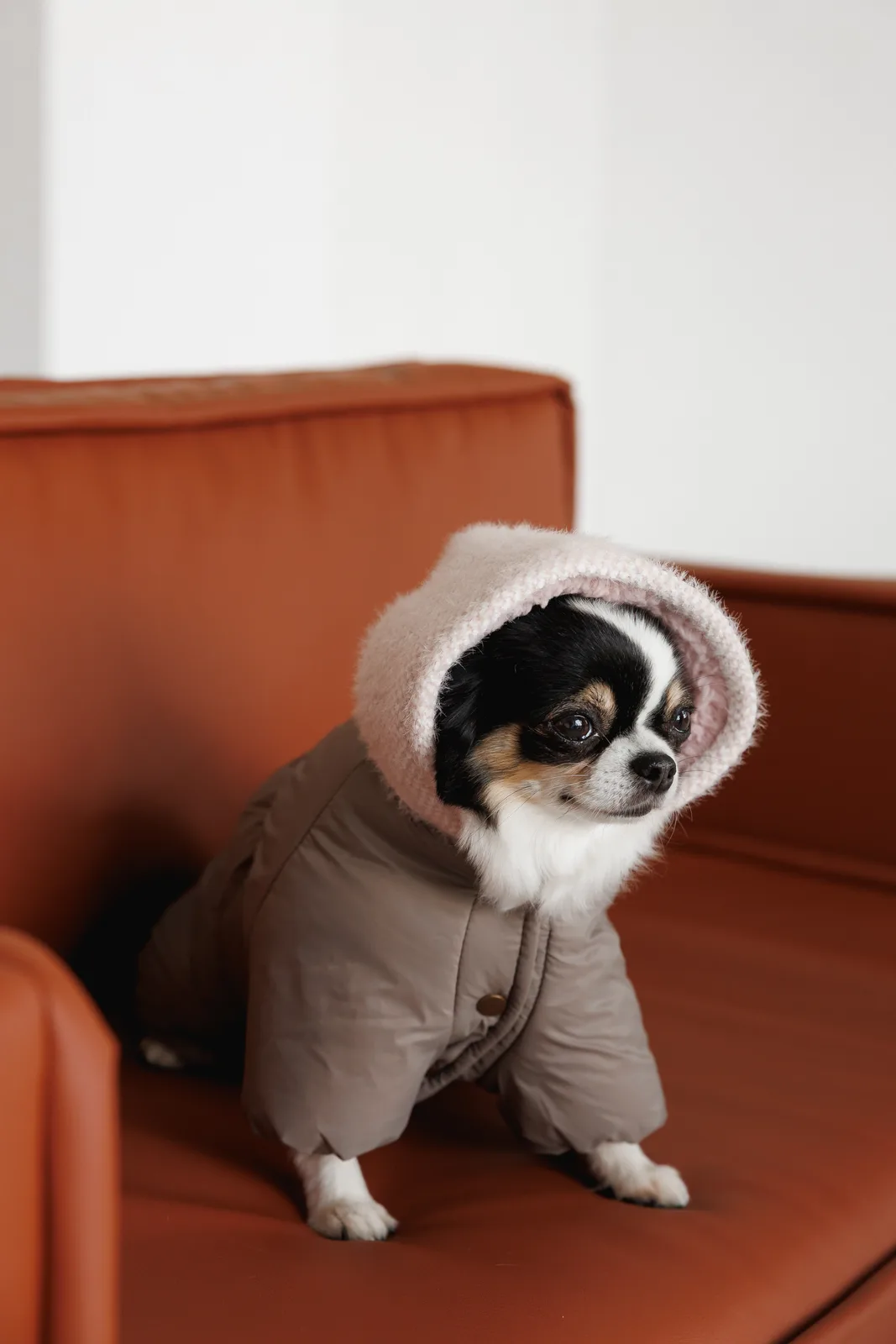 Комбінезон Pet Fashion Flora для собак дівчинка XS — фото 7