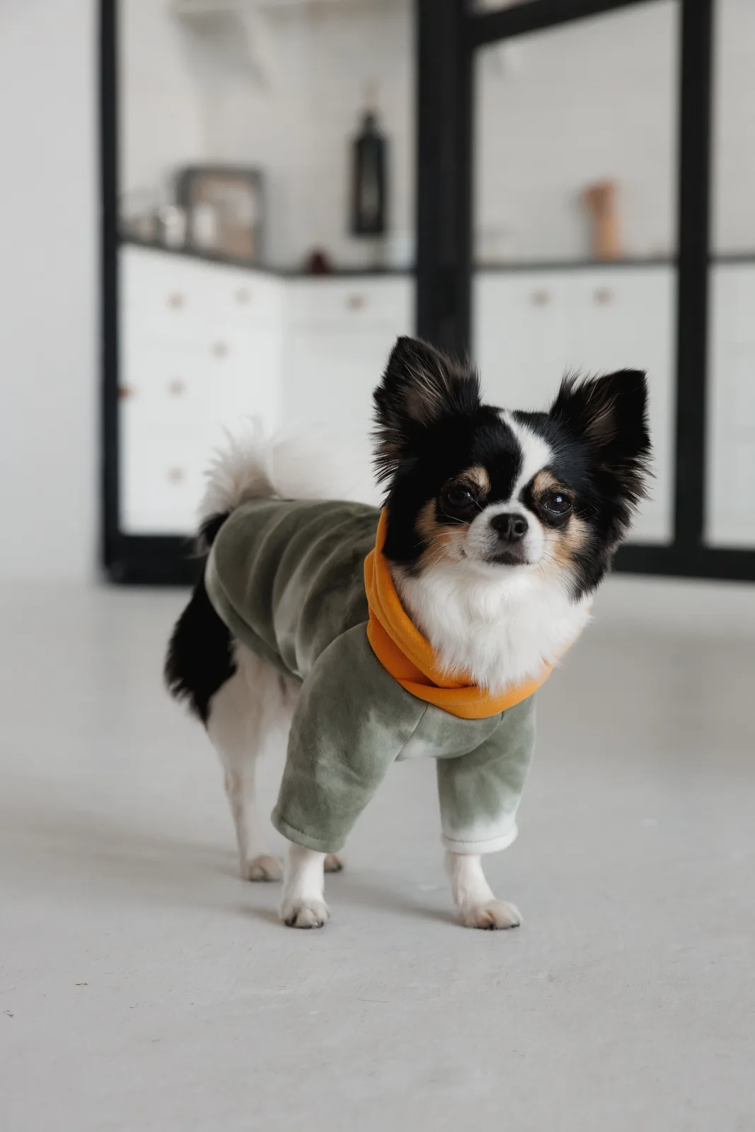 Толстовка Pet Fashion Tie-dye для собак XS — фото 6