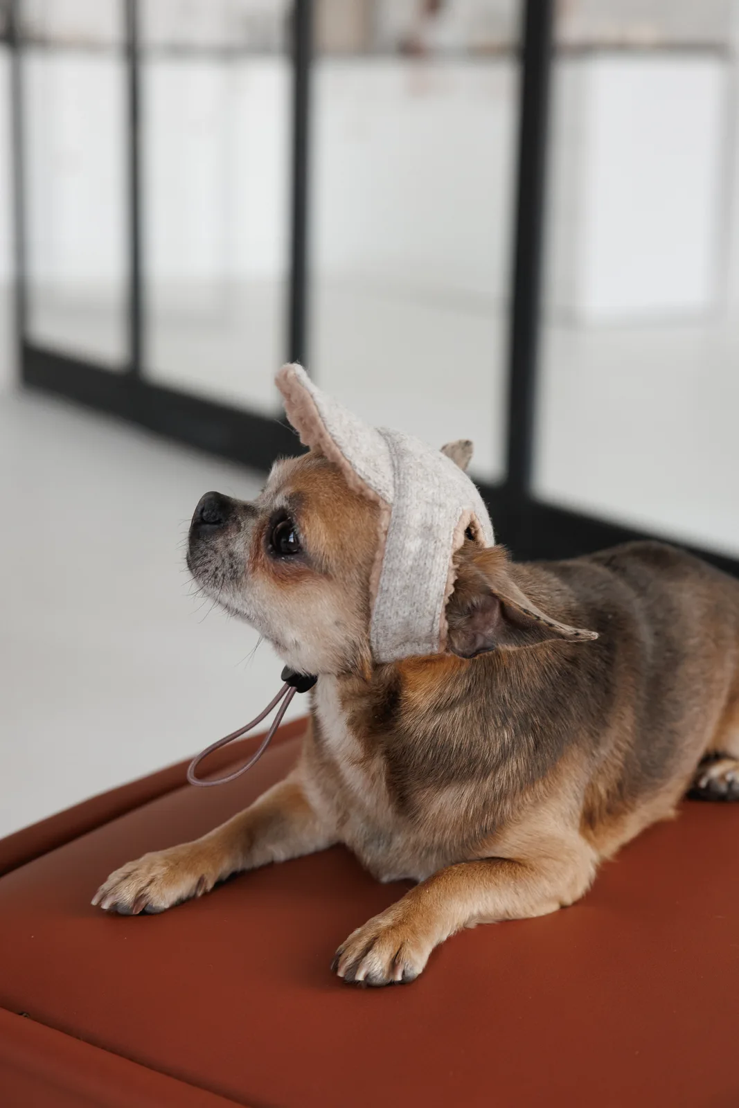 Кепка Pet Fashion Lelik для собак XS — фото 5