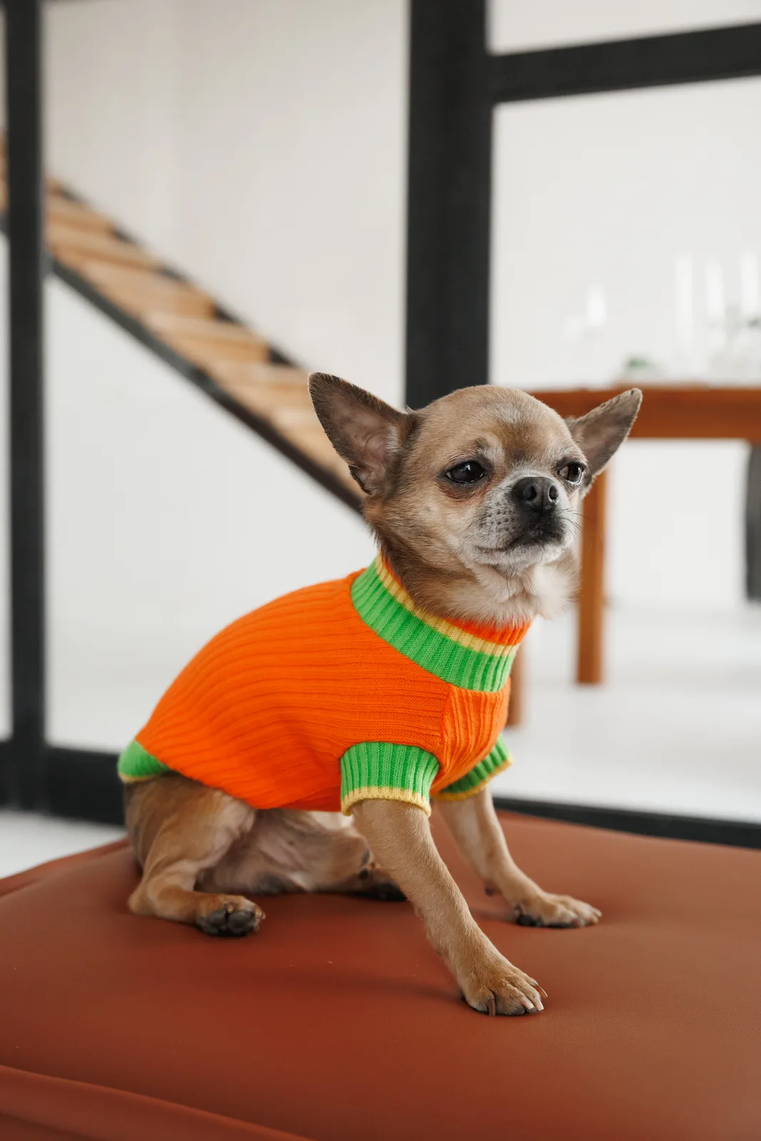 Светр Pet Fashion Rob для собак XXS помаранчевий — фото 3