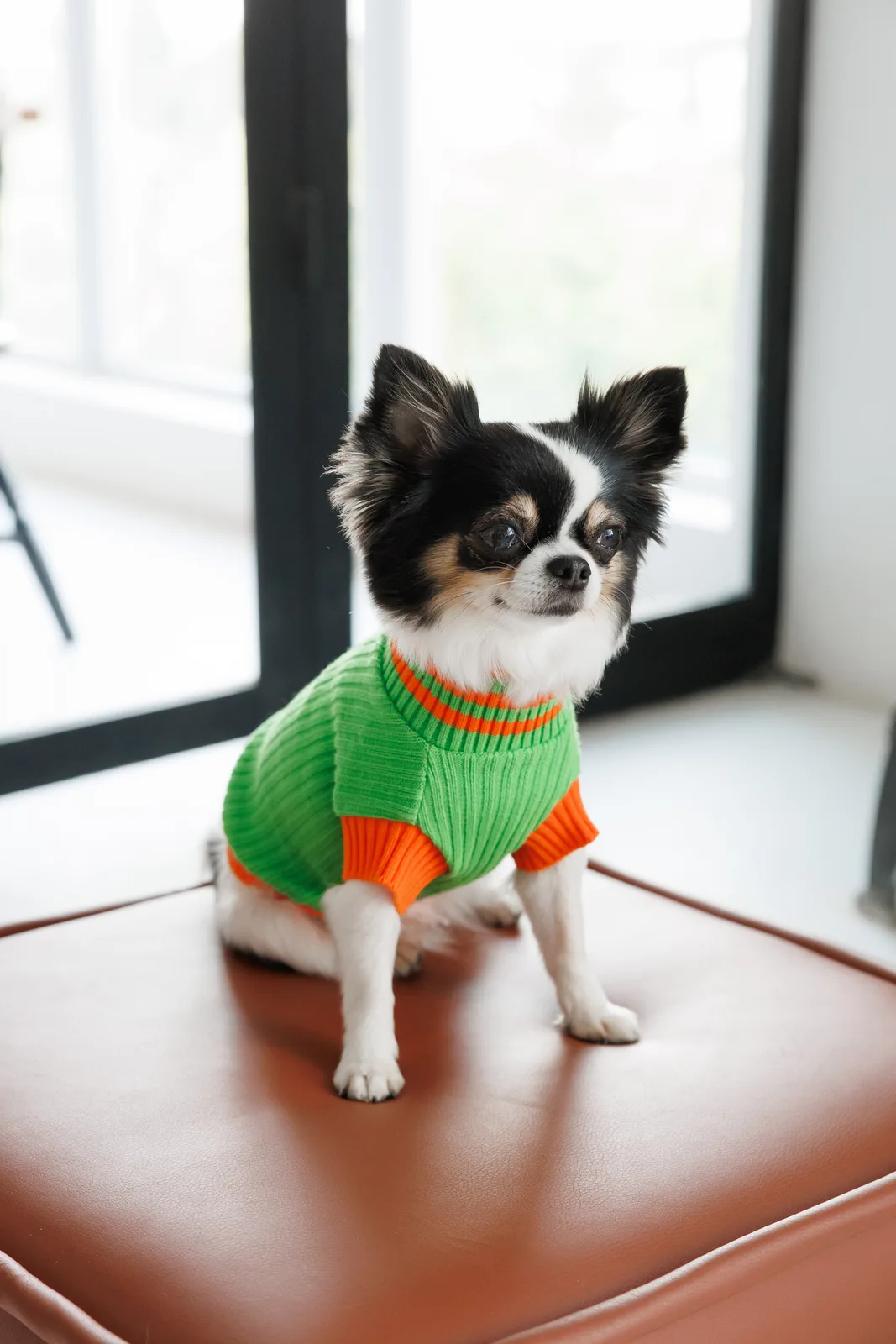 Светр Pet Fashion Rob для собак XXS зелений — фото 3