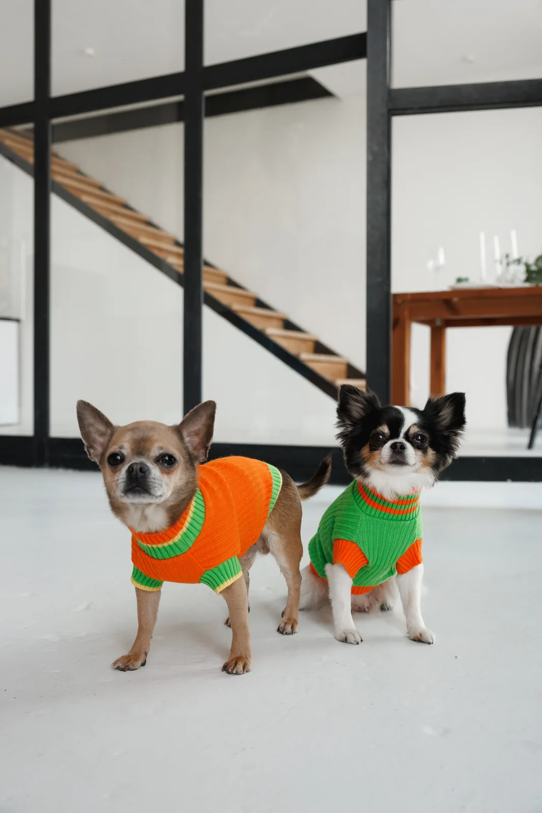 Светр Pet Fashion Rob для собак XXS помаранчевий — фото 4