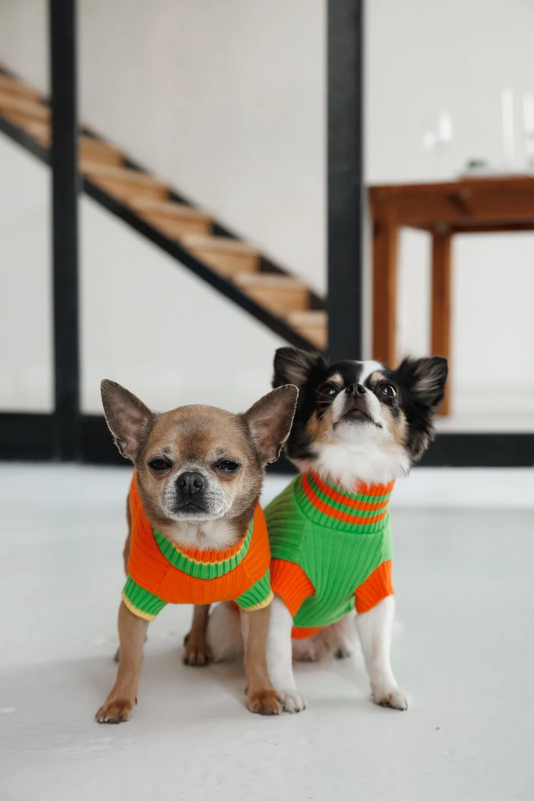 Светр Pet Fashion Rob для собак XXS зелений — фото 4