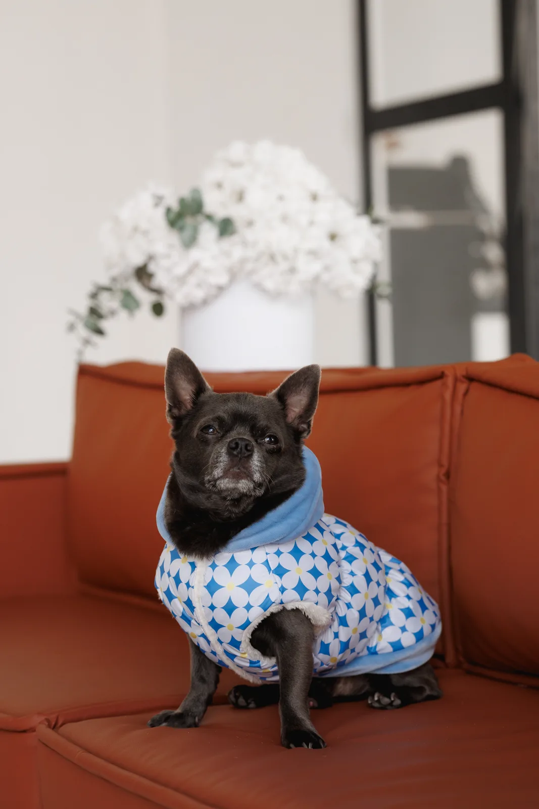 Жилет Pet Fashion Fiesta для собак XS — фото 5