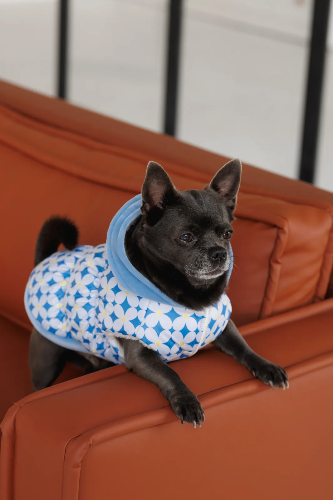 Жилет Pet Fashion Fiesta для собак XS — фото 6